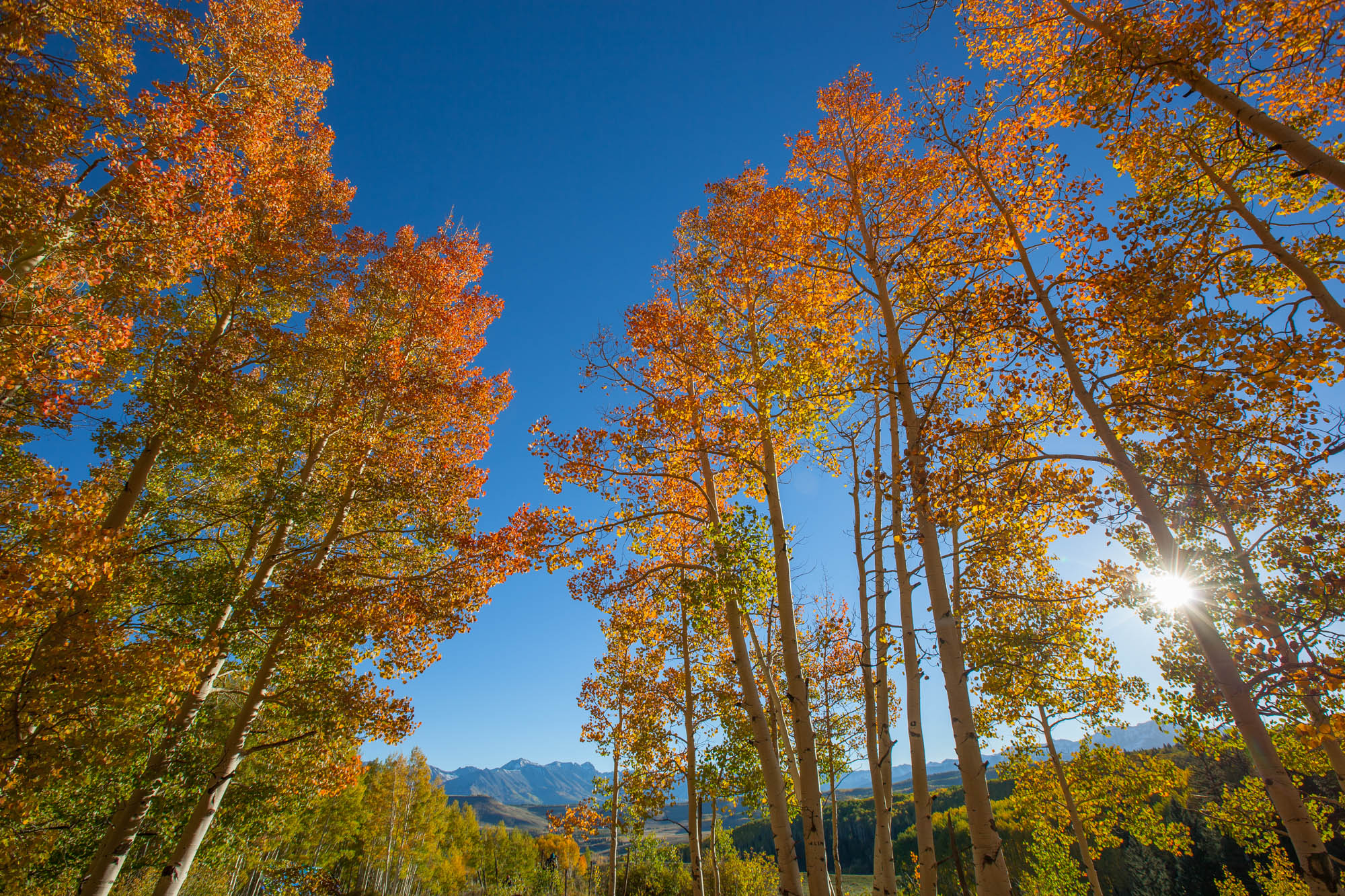 2022 Brilliant Fall Foliage in Historic Telluride