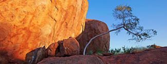 Rock with Bent Tree