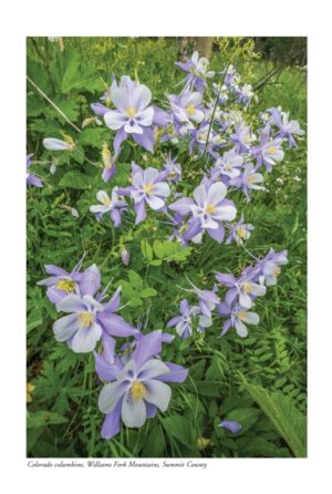 Wildflowers of Colorado - Image 2
