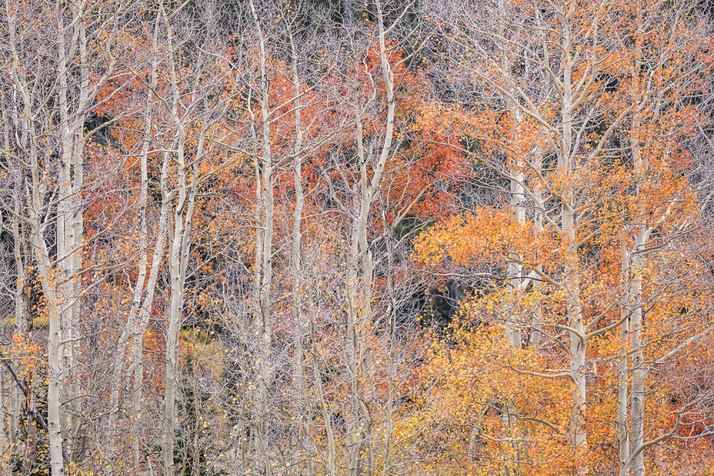 1091 White River National Forest Autumn Reds