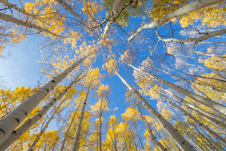 2022 Brilliant Fall Foliage in Historic Telluride - Image 17