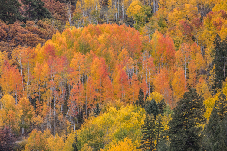 2022 Brilliant Fall Foliage in Historic Telluride - Image 8