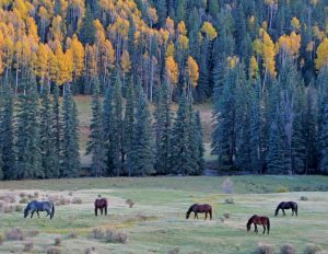 A Colorado Autumn, 2nd Edition - Image 2