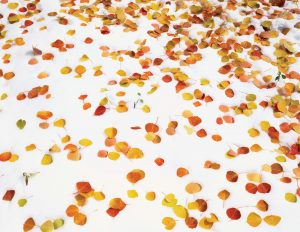 A Colorado Autumn, 2nd Edition - Image 11