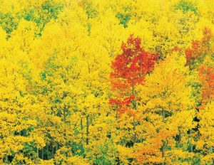 A Colorado Autumn, 2nd Edition - Image 10