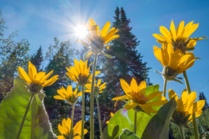 Wildflowers of Colorado - Image 3
